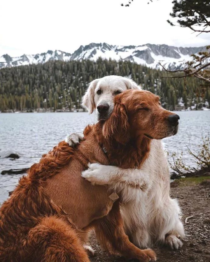 在两只狗身上，我看到爱情最真实的模样！