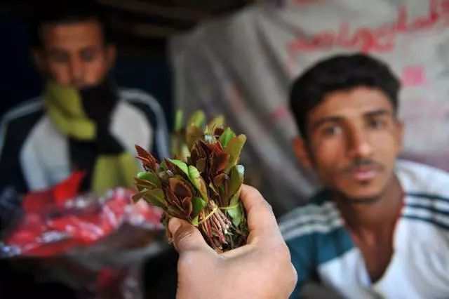 这个国家人们爱吃“树叶”，每天要吃4个小时，中国不允许种植！