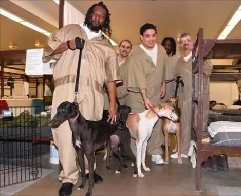 澳州监狱“以暴制暴”：把重刑犯和一群恶狗关在一起，几个月后……