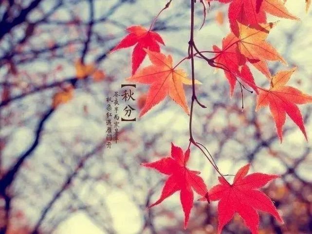 二十四节气秋分朋友圈文案说说大全秋分暖心祝福语