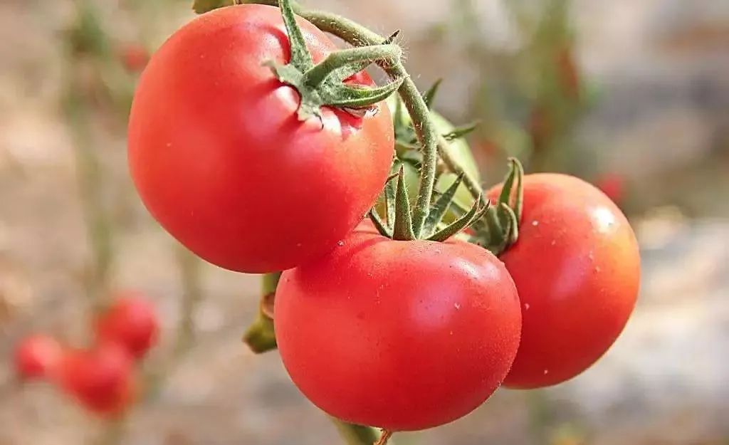 选西红柿时，挑圆的还是挑尖的？牢记这三点，保证个个都好吃！