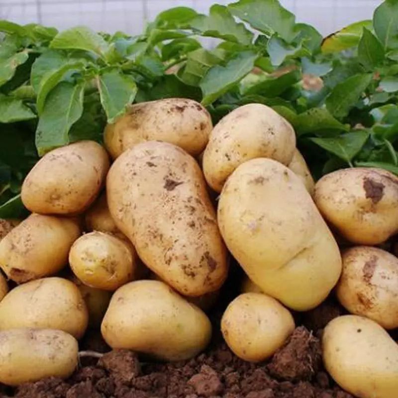 扔发芽土豆是浪费？留在家里用处有很多，一次解决不少难题！