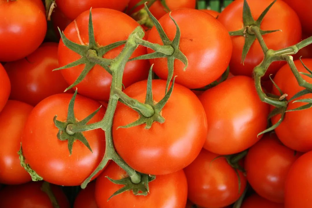 这七道菜，刷新你对番茄的认识！