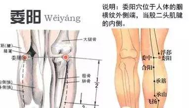 委阳穴：腰痛、下肢痿痹