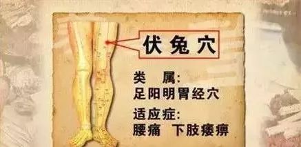 伏兔穴： 腰痛膝冷、下肢麻痹、疝气、脚气