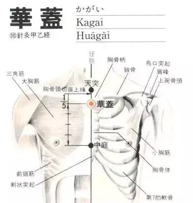 华盖穴：咳嗽、气喘、胸痛、胁肋痛