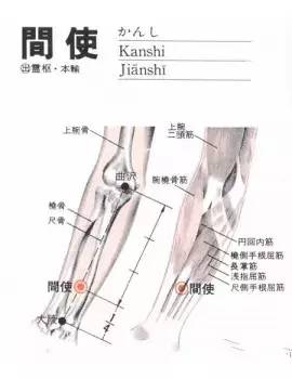 间使穴：心痛、胃痛、呕吐、热病、烦躁