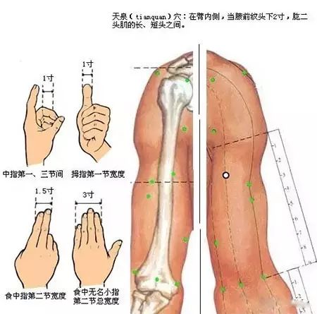 天泉穴：胸胁胀满、咳嗽、胸背及上臂内侧痛