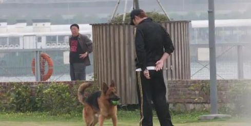 感动！许志安爱犬将离世，两夫妻全天陪同，为其打2000多的止疼针