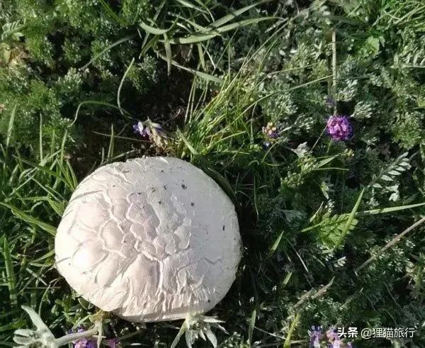 乌鲁木齐南山南面的阿拉沟乡是一个采蘑菇的好地方，这里山高路险