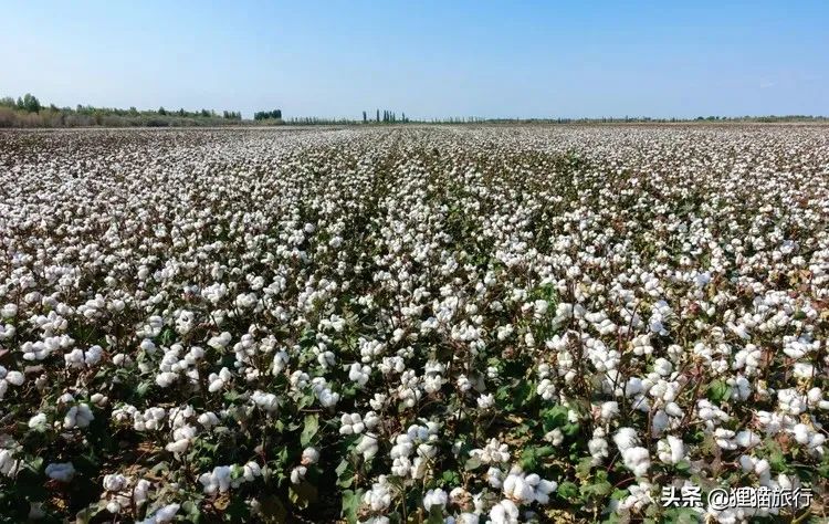 新疆301甘莫公路经过新湖农场，棉花是这里的“白色黄金”