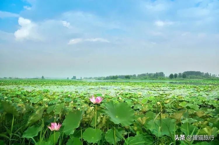 废黄河是徐州的母亲河，也叫黄河故道，支流是大沙河