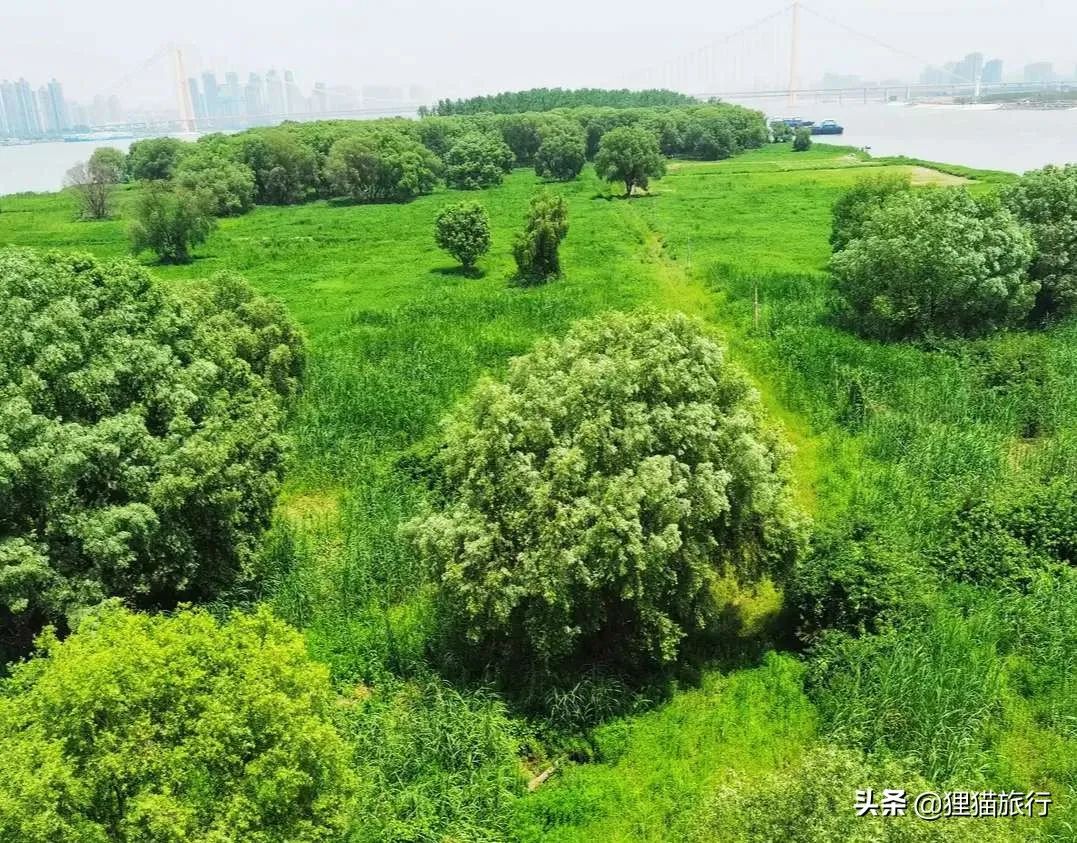 武汉最大岛屿——天兴洲，是武汉的菜篮子，也是一片生态净土