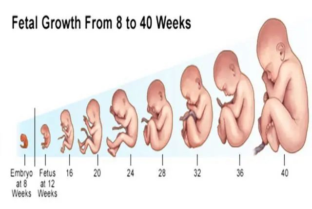 剖腹产为何要在孕38周而不是40周？别看只差两周，差距不是一点点