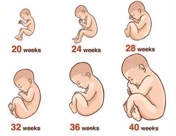 3个信号说明胎儿处于“猛涨期”，孕妇喂养要跟上，别耽误娃发育