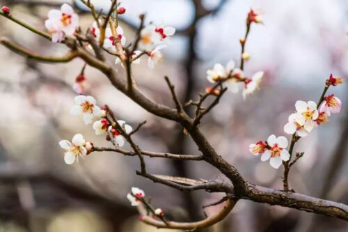 十首著名的梅花诗