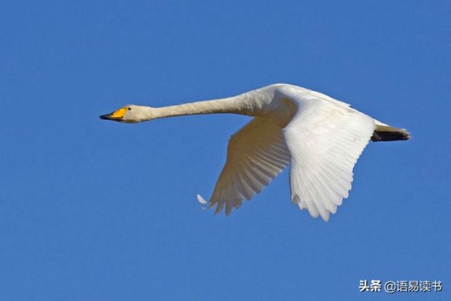 弈秋原文及翻译