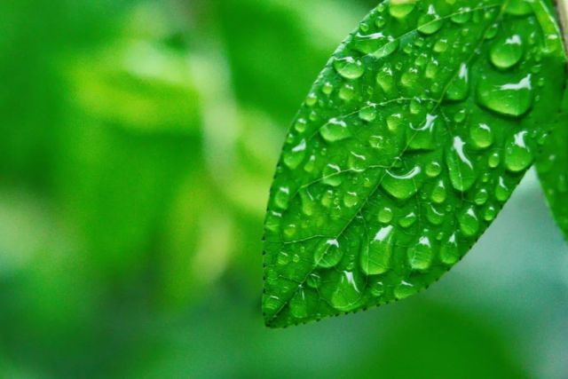 写雨的诗句有哪些