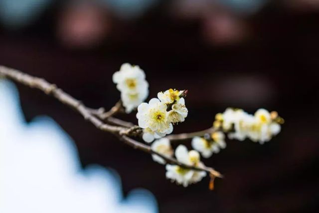 赞美梅花的古诗