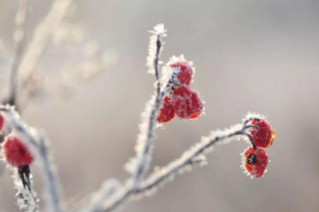 关于描写冬天的诗句有哪些