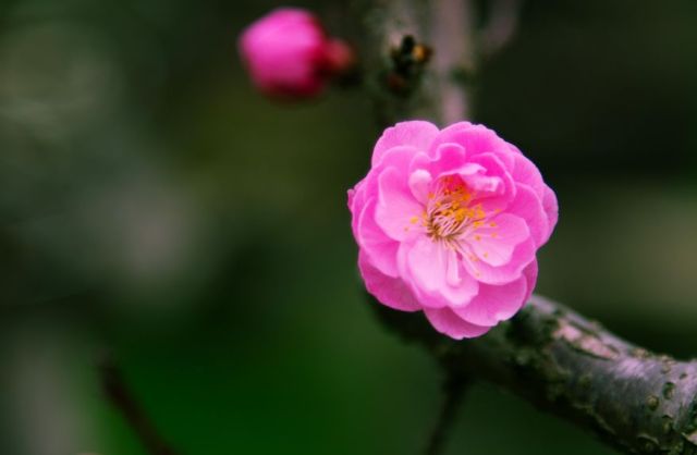 有关梅花的诗句有哪些