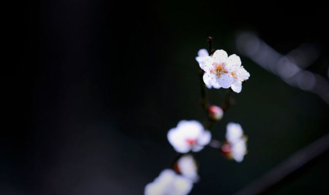 有关梅花的诗句有哪些