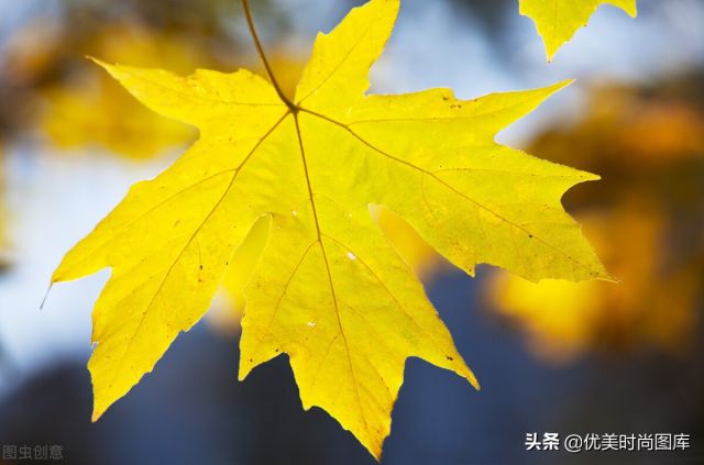 夏到秋的唯美句子 一叶知秋，还是比较喜欢秋天的景色