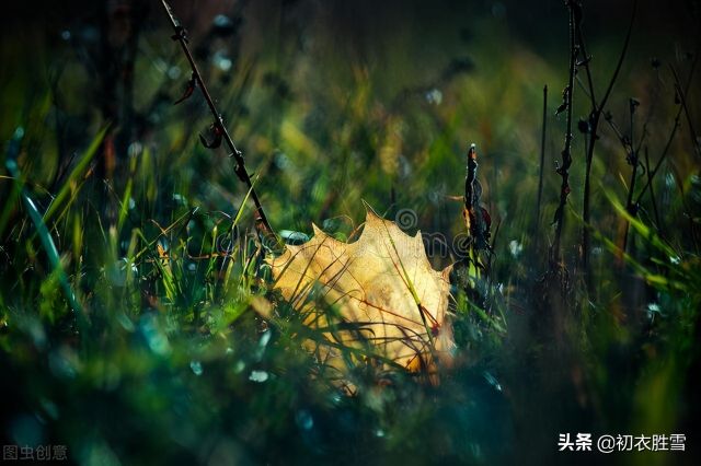 早秋秋草诗词五首赏读：凤髻抛残秋草生，回廊远砌生秋草