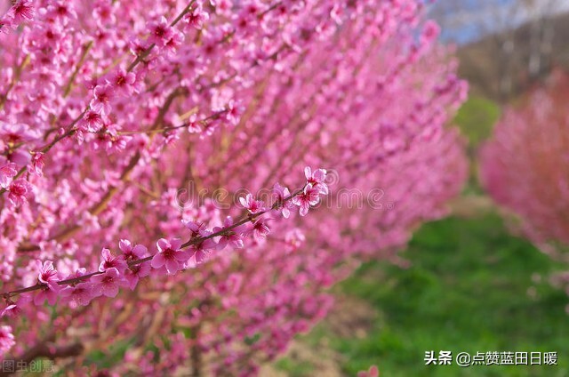 唐代诗人白居易的《忆江南》译文欣赏（扩展版）