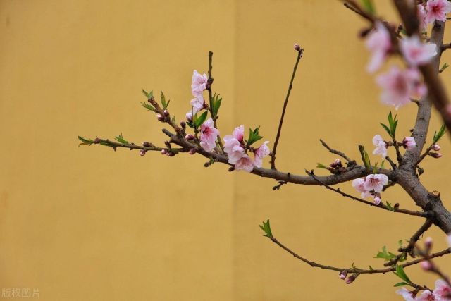 白居易的一首《大林寺桃花》，惊艳了整个初夏，成就绝句中的珍品