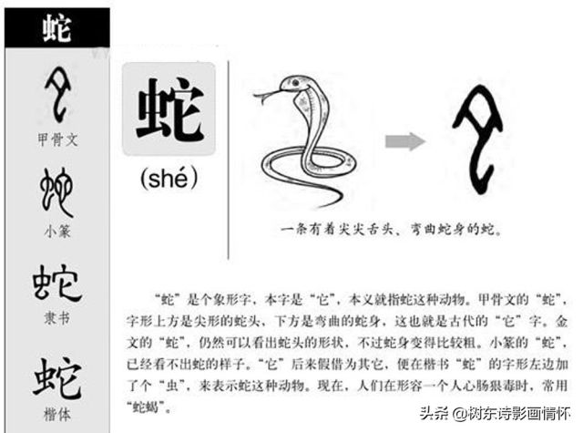 树东说文解字：“蛇”字的演变，“蛇”字的典故，“蛇”字的成语