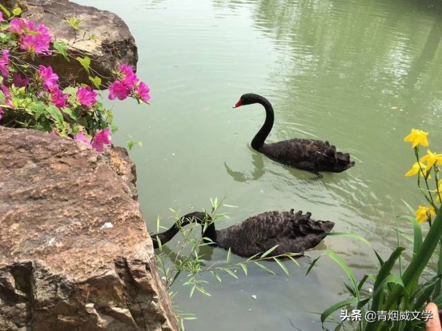 春天随想曲——现代诗歌五首