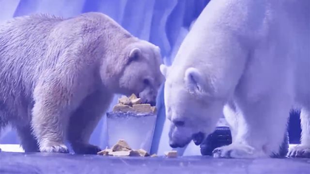待遇不错！端午节北极熊吃上了特制“粽子”