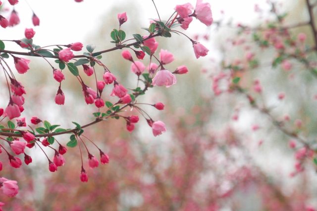 陈与义《春寒》赏读：二月之丽，春雨海棠