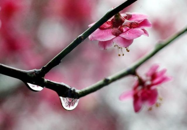 「诗词鉴赏」雨水 | 十首春雨诗词，万物萌动春已至