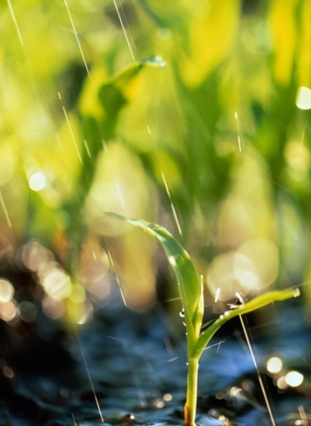 「诗词鉴赏」雨水 | 十首春雨诗词，万物萌动春已至