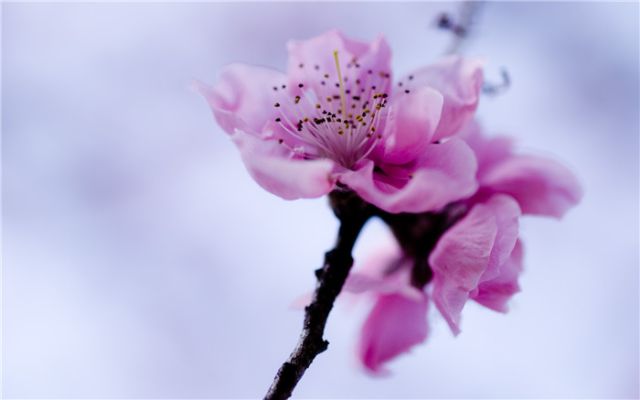 10首春天诗词，许你一场春暖花开