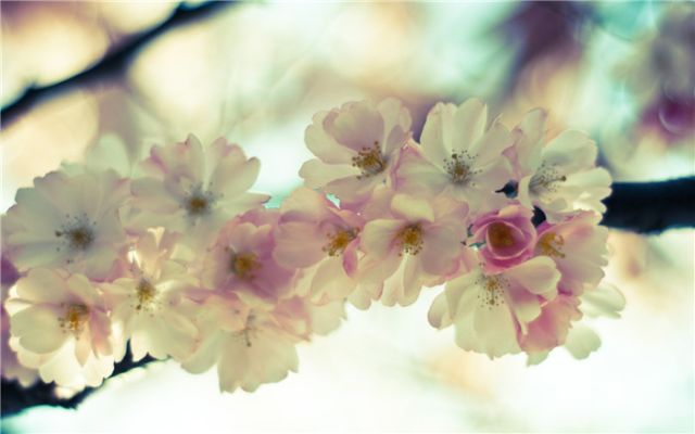 10首春天诗词，许你一场春暖花开