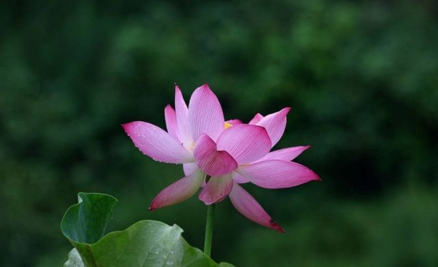 「诗词鉴赏」夏日雨中绽放的荷花，荷花池里的一诗一画