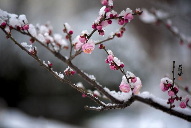 踏雪寻梅，关于赞美红梅的词句你还记得有多少？