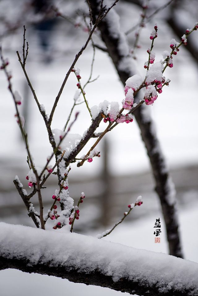 踏雪寻梅，关于赞美红梅的词句你还记得有多少？