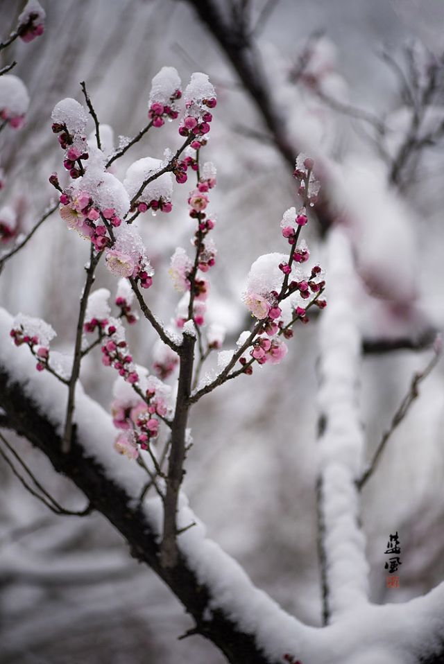 踏雪寻梅，关于赞美红梅的词句你还记得有多少？