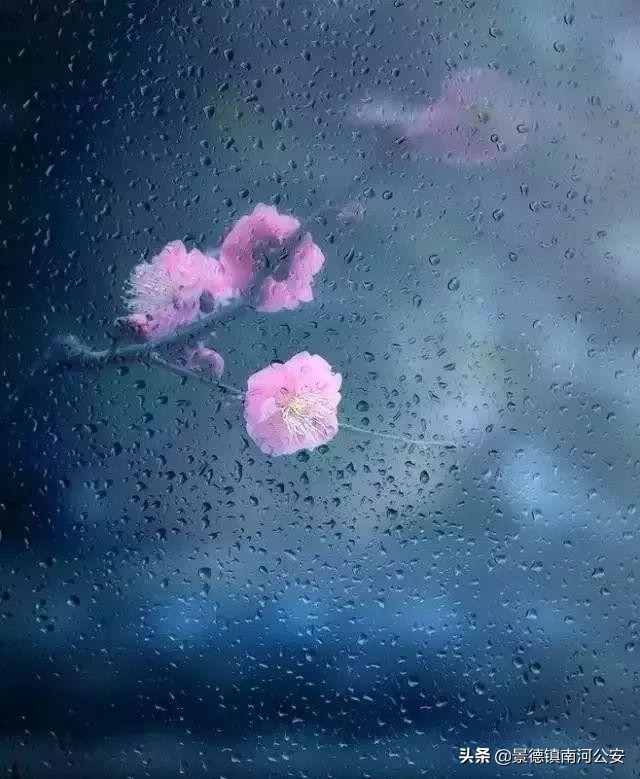 诗词｜沾衣欲湿杏花雨，吹面不寒杨柳风