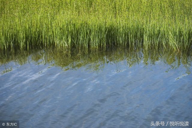 古诗《村晚》赏析