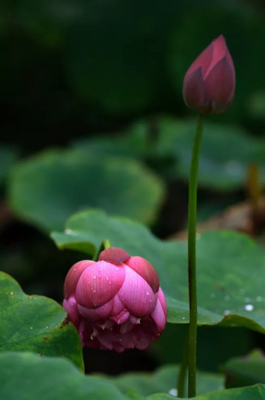 莲花的诗有哪些