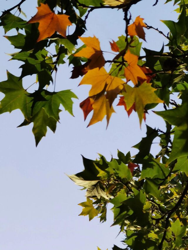 描写秋天的树的句子有哪些
