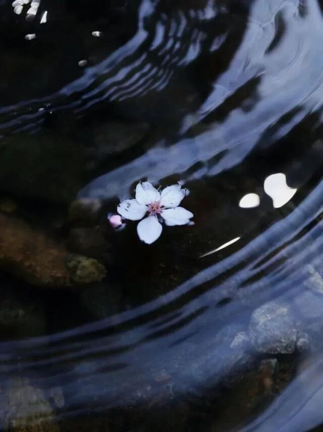 落花有意流水无情什么意思