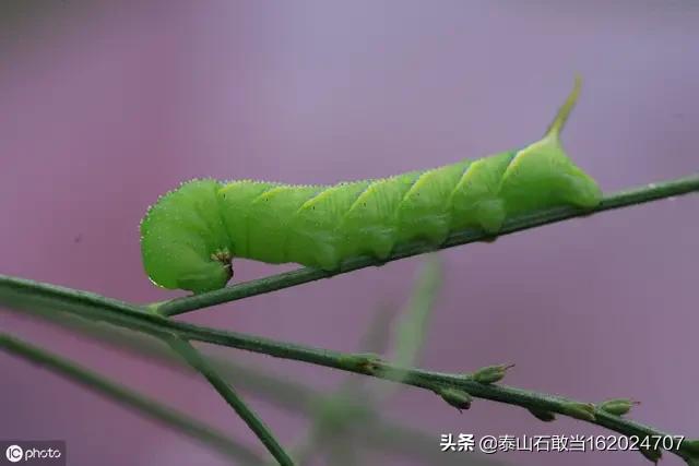 农业四害是哪四害（农民四害是指哪4种）