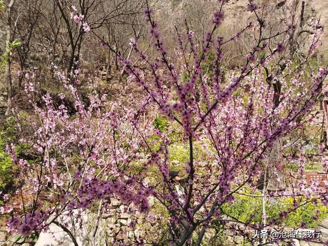 桃花源记原文及翻译拼音（桃花源记原文及翻译）