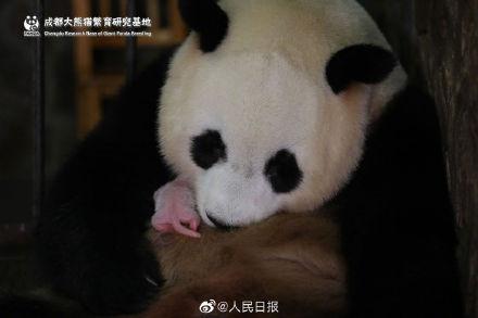 全球最小熊猫幼仔视频